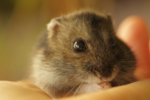 hamster nettle