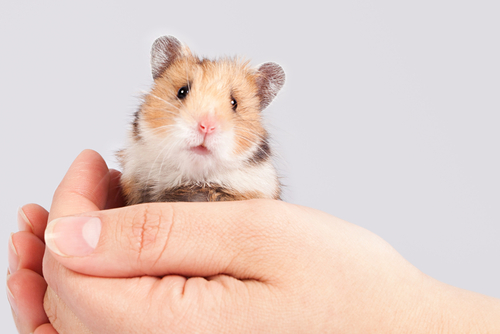hamster poinsettia